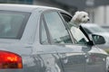 A white dog looks out of a car window